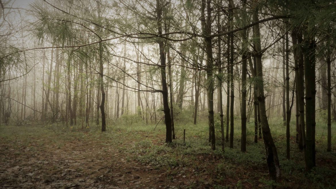 woodland wedding pines near Indianapolis
